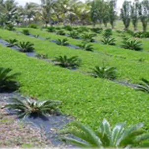 thumbnail for publication: Perennial Peanut as a Potential Living Mulch and Nitrogen Source for Citrus and Other Orchard Crops in Florida